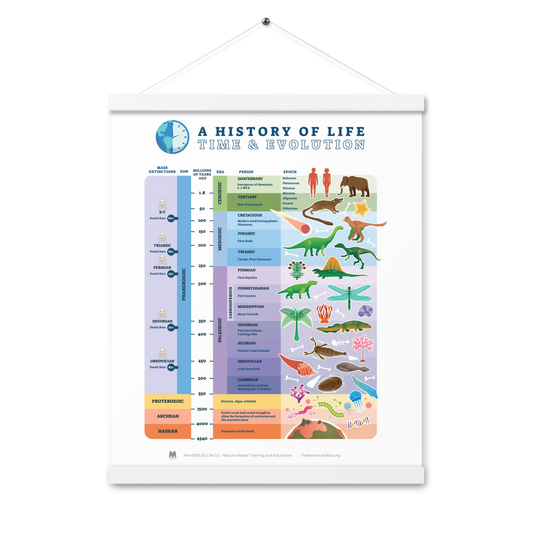 Evolution: History of Life Poster